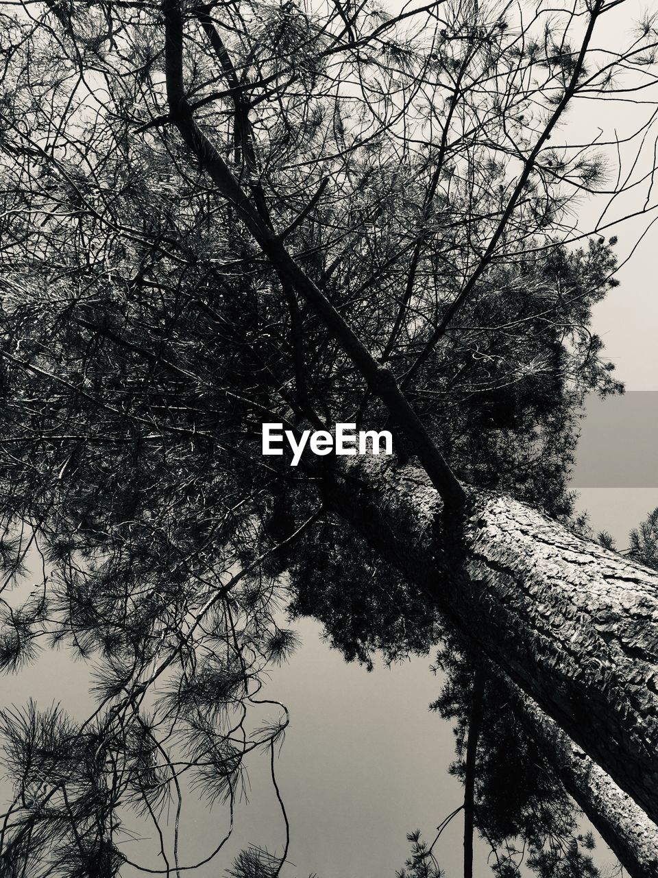 LOW ANGLE VIEW OF BARE TREES AGAINST SKY