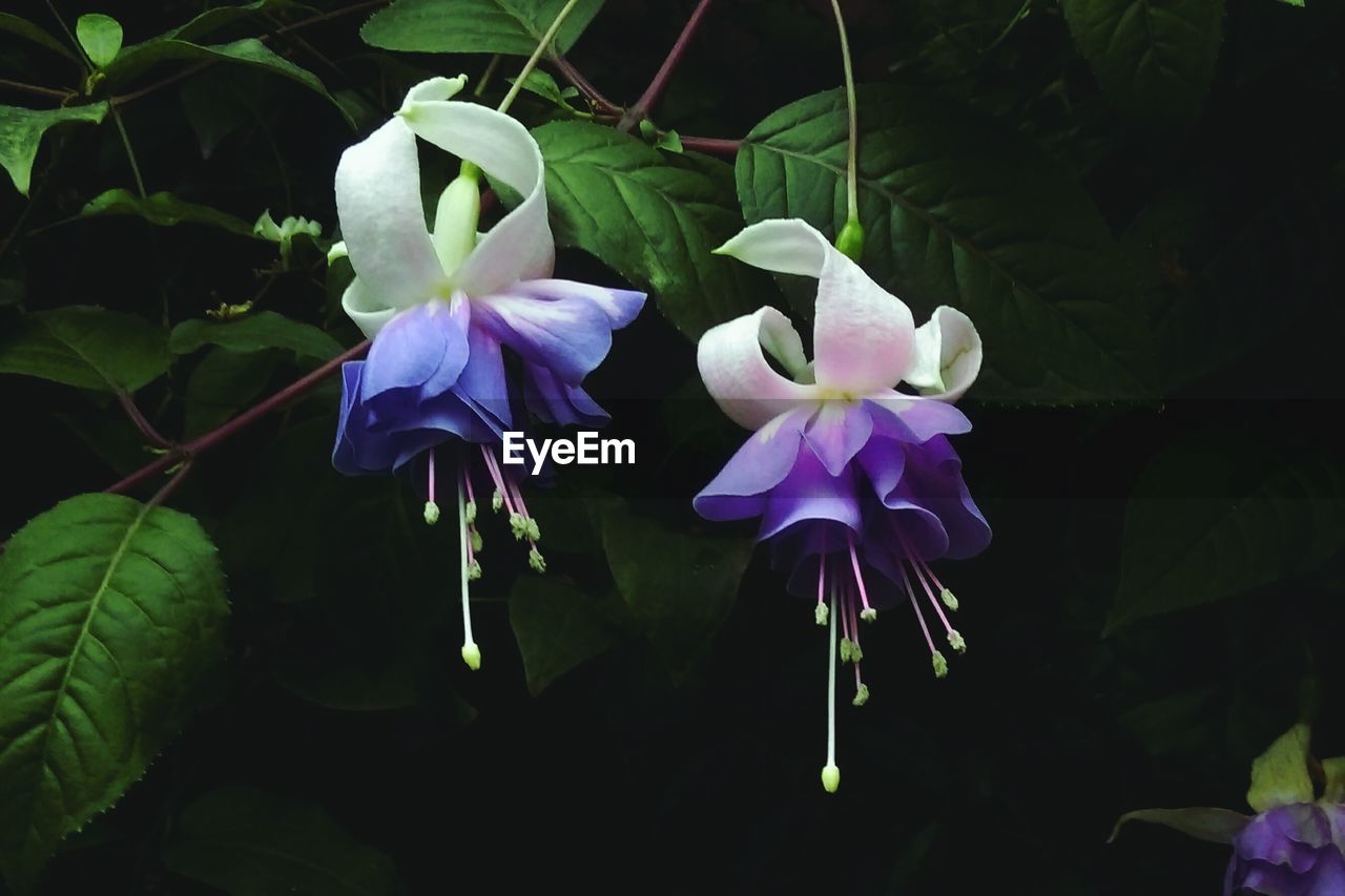 CLOSE-UP OF PURPLE FLOWERS BLOOMING OUTDOORS