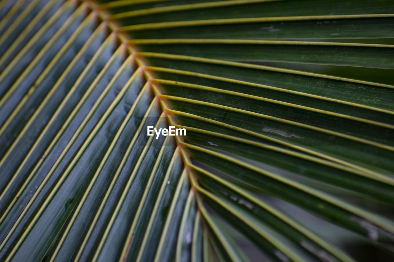 FULL FRAME SHOT OF GREEN LEAVES
