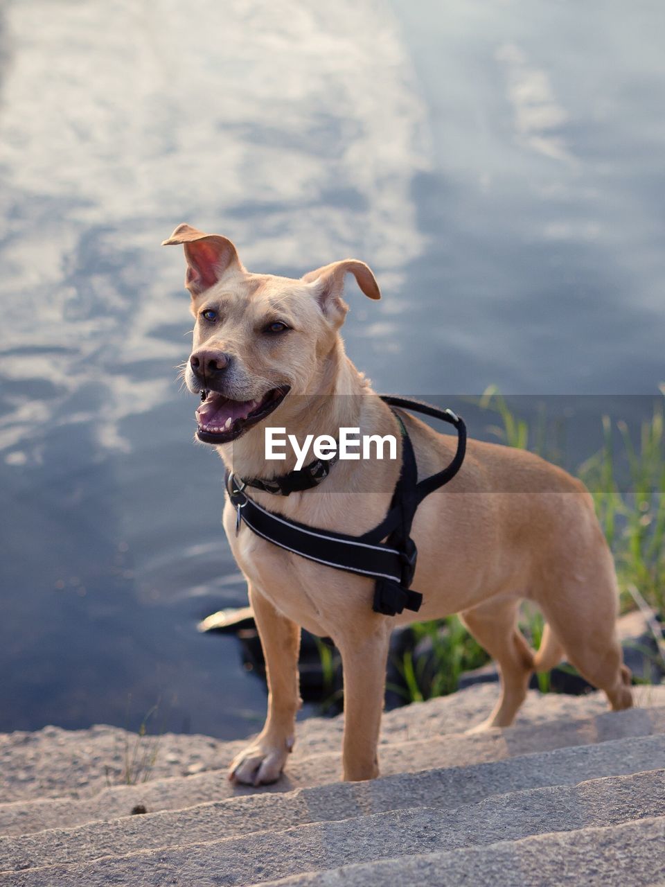 High angle view of dog standing on steps by water