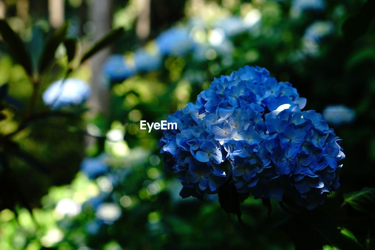 Blue flowers blooming at park