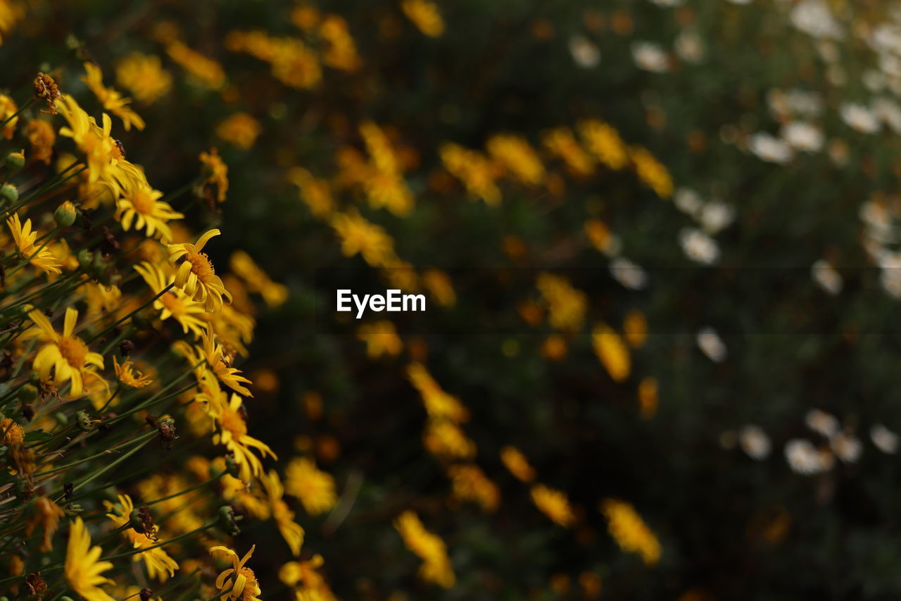 Yellow flowers