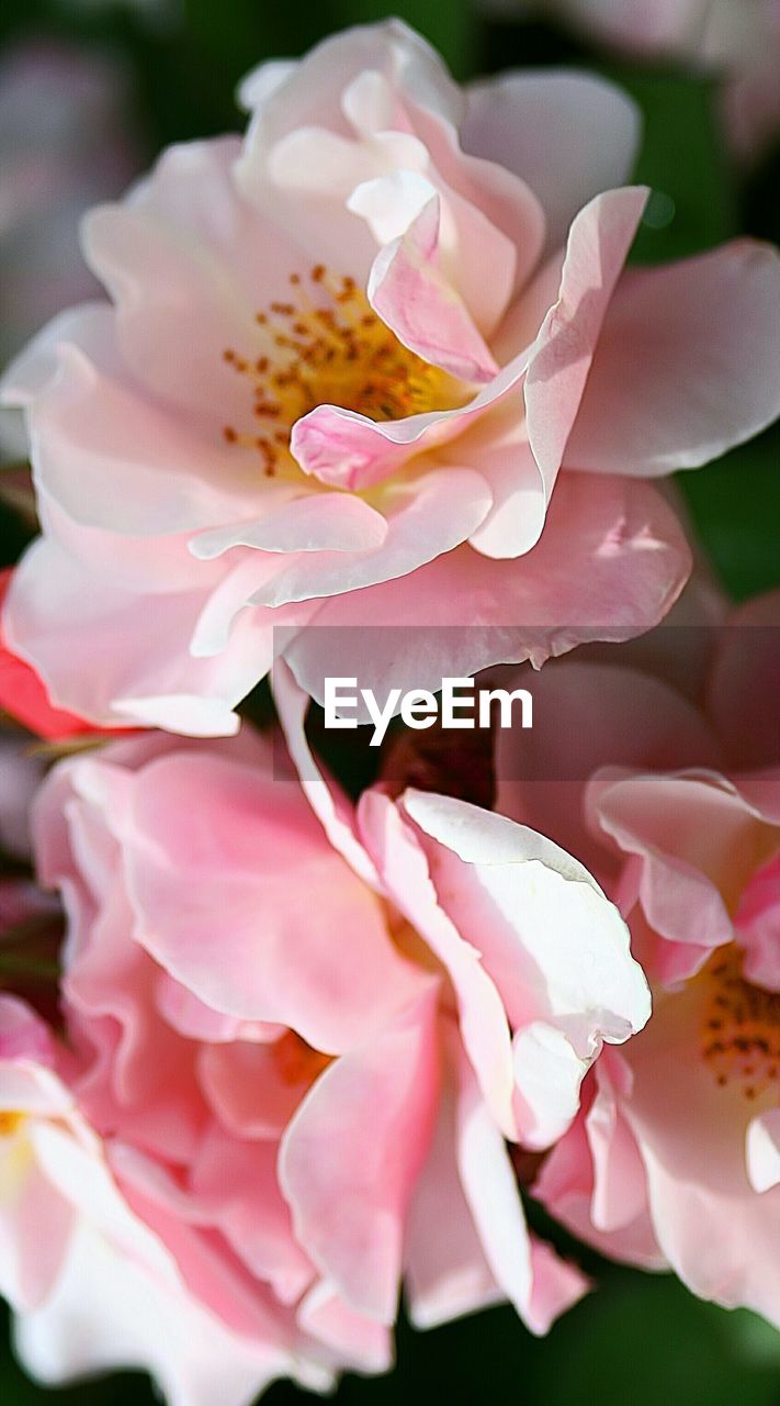 Close-up of flowers blooming outdoors