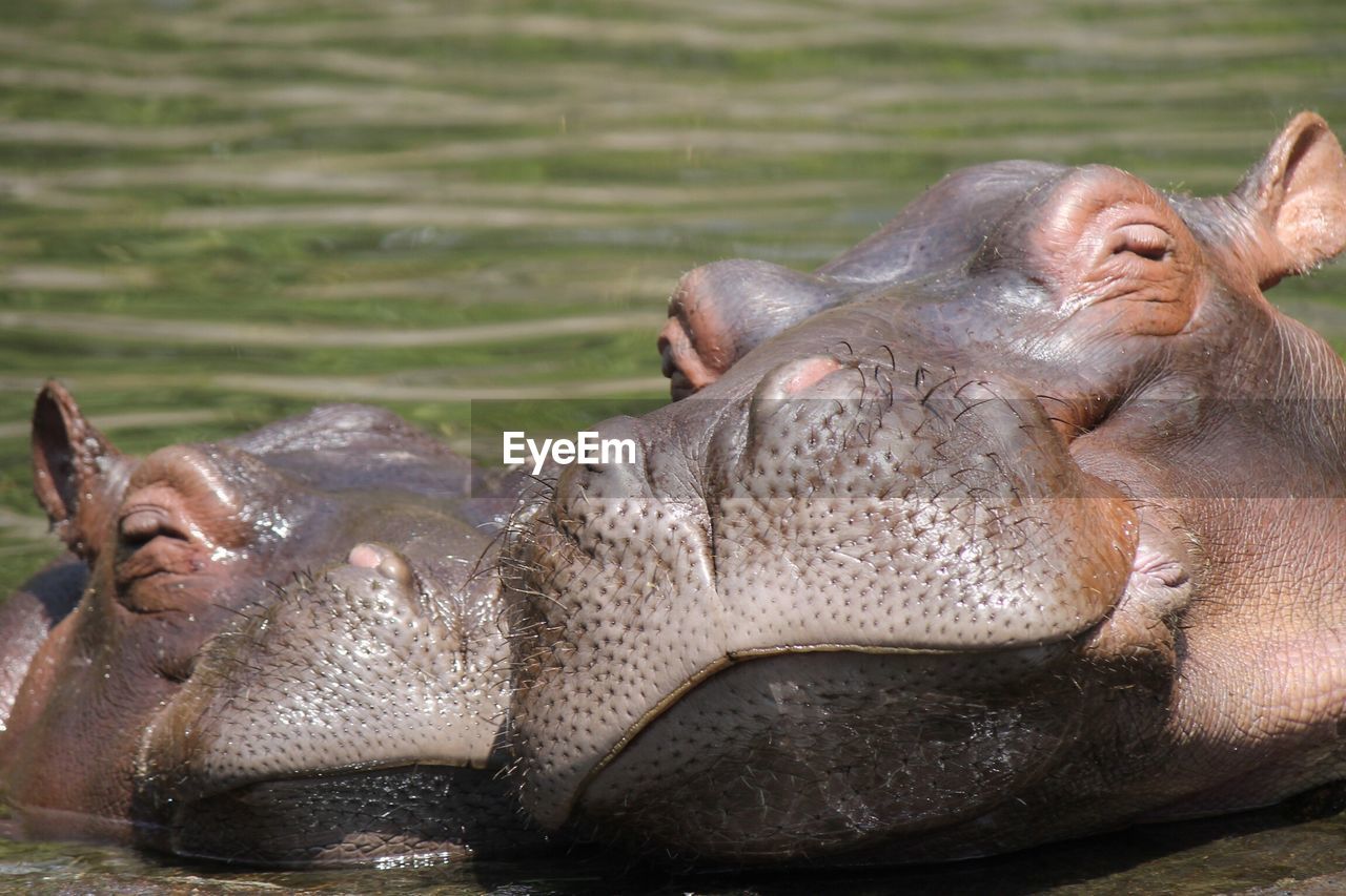 View of hippos  in water