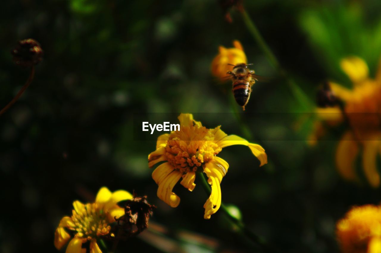 Primera plana de abeja 
