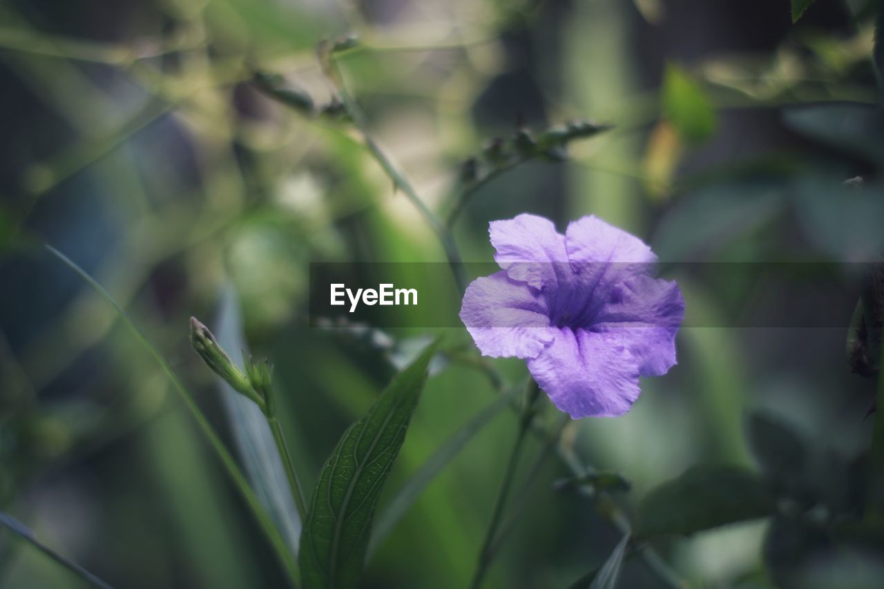 CLOSE-UP OF PURPLE FLOWER