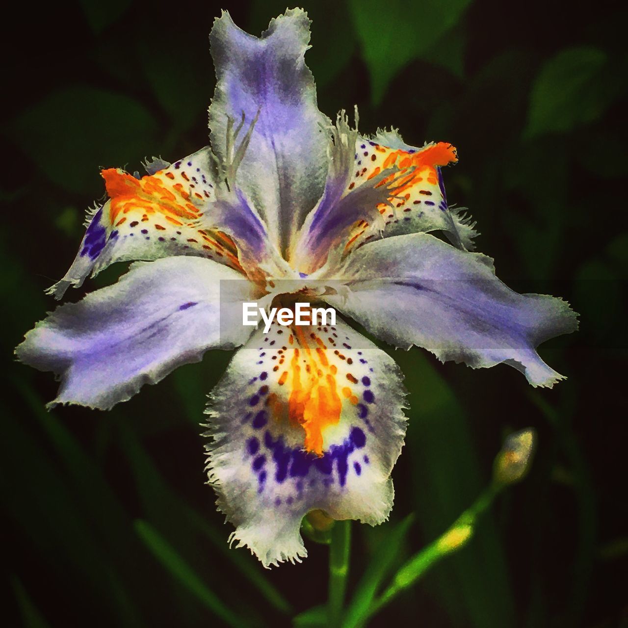 CLOSE-UP OF PURPLE FLOWER BLOOMING OUTDOORS