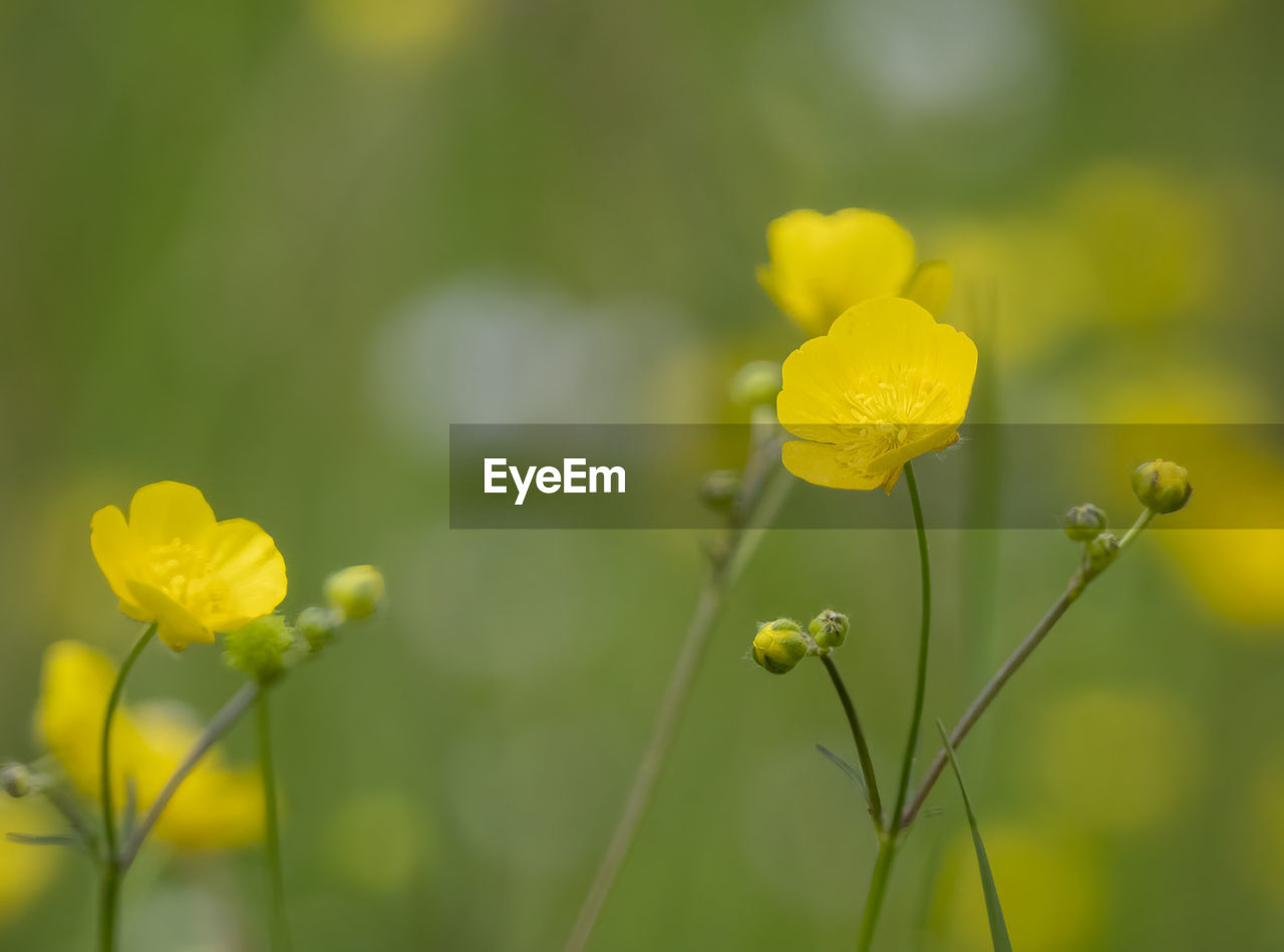 Close-up of yellow flowering plant on field