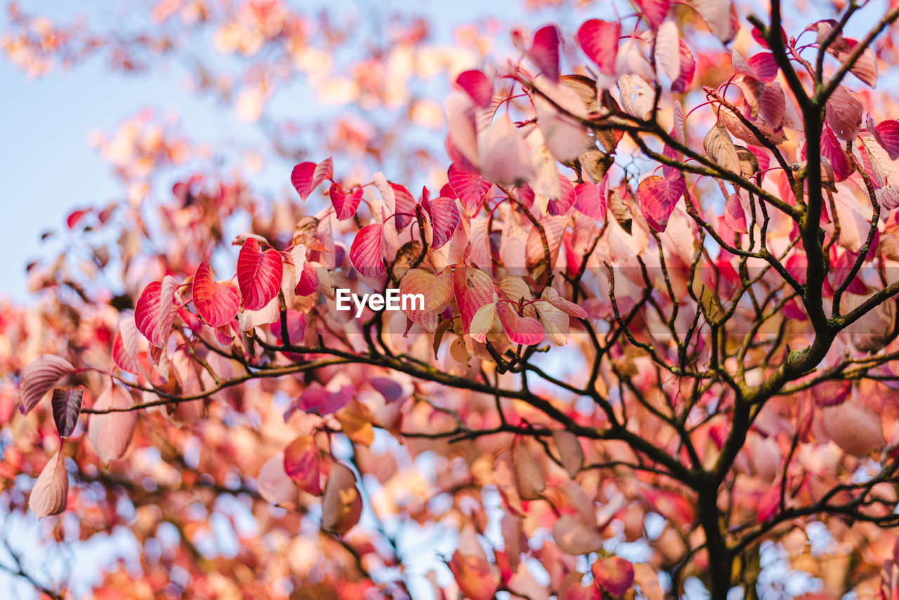 Bright pink autumn tree in a city park.