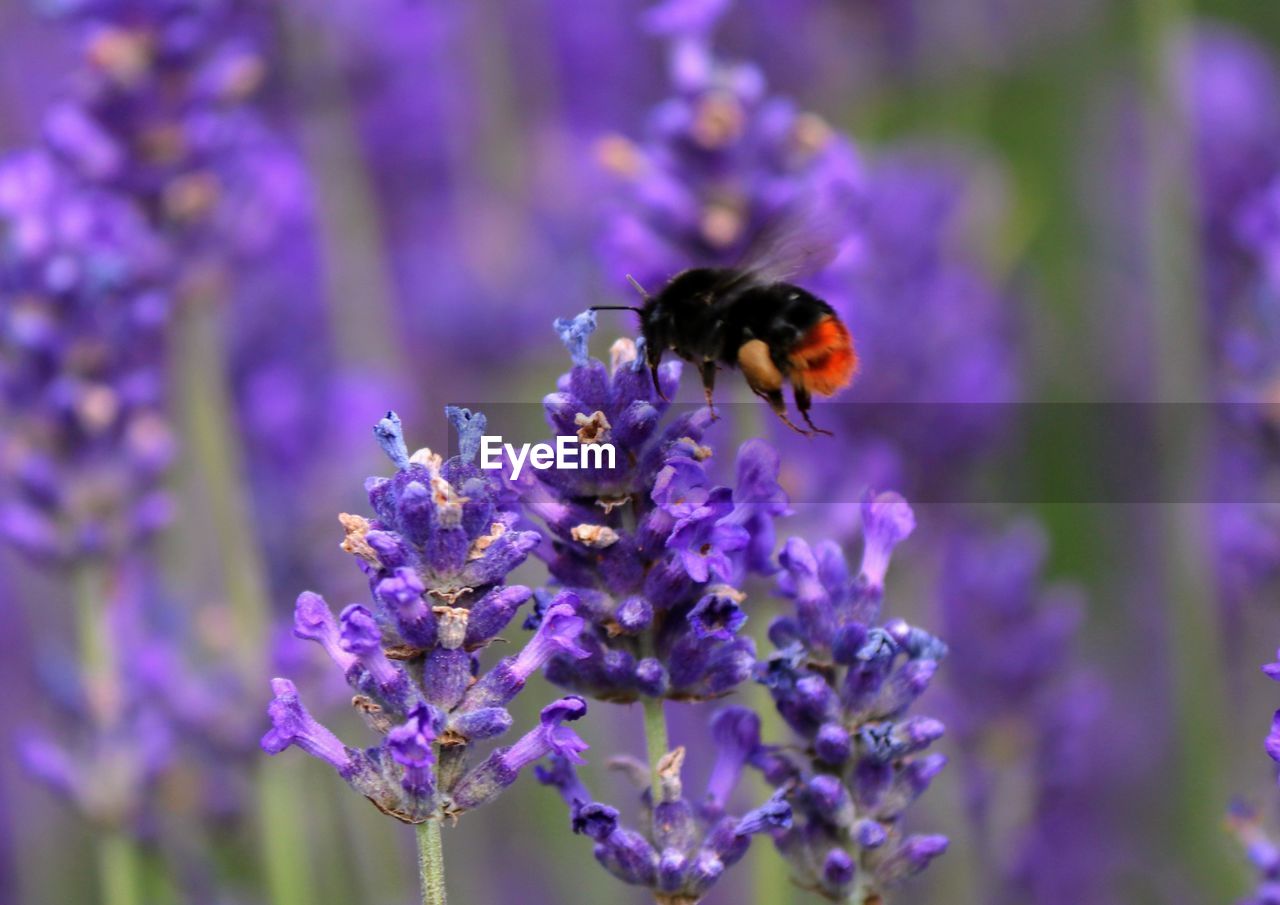 CLOSE-UP OF HONEY BEE POLLINATING ON PURPLE FLOWER