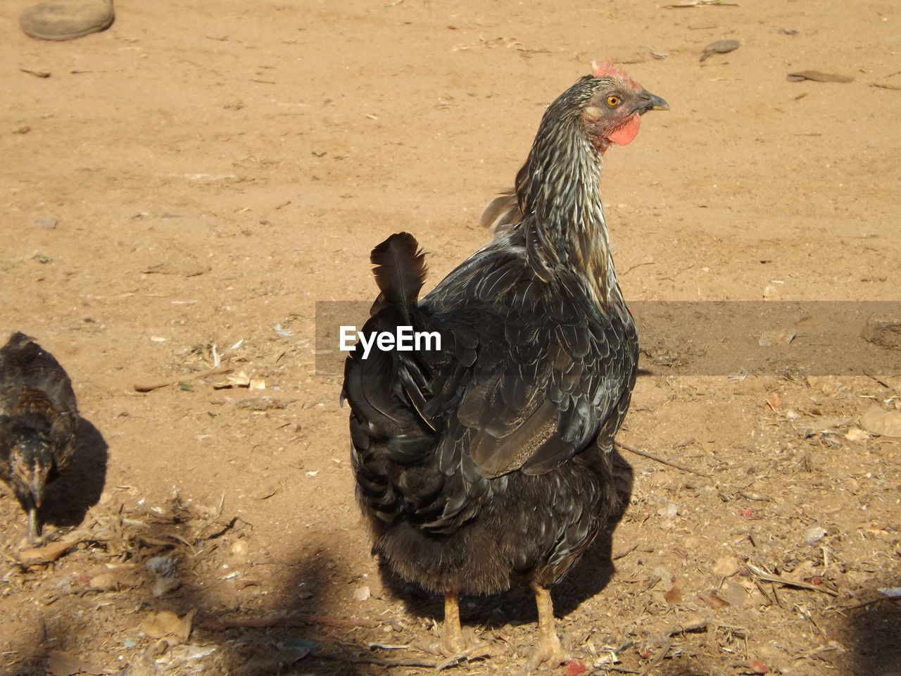 CLOSE-UP OF BIRD ON FIELD