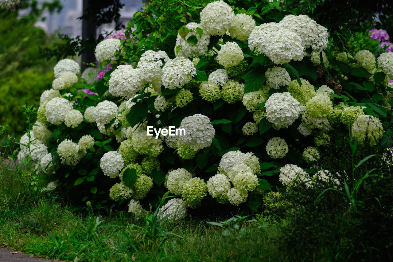 plant, flower, nature, flowering plant, freshness, growth, beauty in nature, green, no people, day, garden, vegetable, outdoors, food, hydrangea, food and drink, shrub, botany, close-up