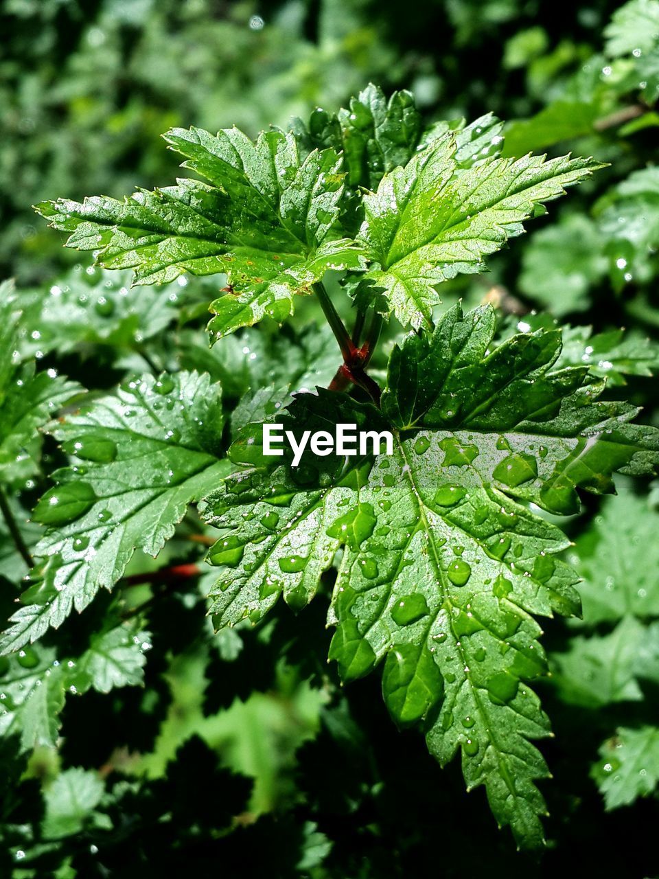 Close-up of wet green leaves