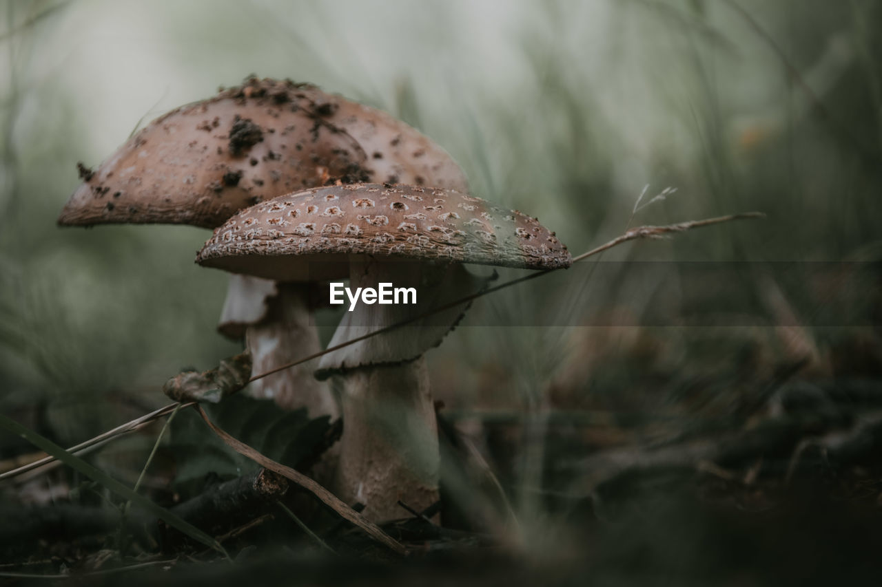 fungus, mushroom, plant, nature, vegetable, forest, food, tree, growth, land, close-up, macro photography, no people, beauty in nature, focus on foreground, selective focus, outdoors, fragility, day, autumn, woodland, edible mushroom, penny bun, food and drink, toadstool