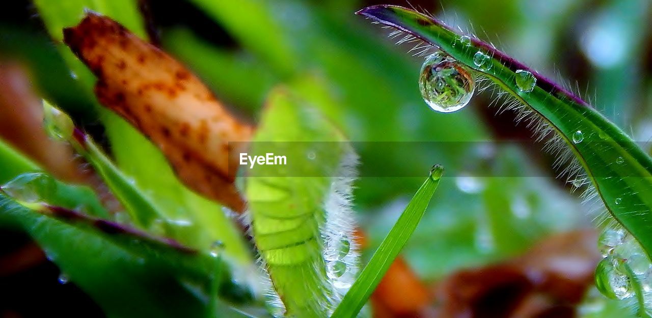 CLOSE-UP OF INSECT ON WEB