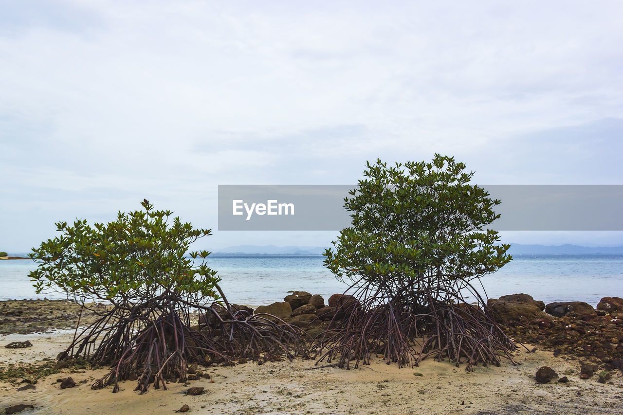 Trees on the rocks at the beach at talu island, prachuap khiri khan, thailand