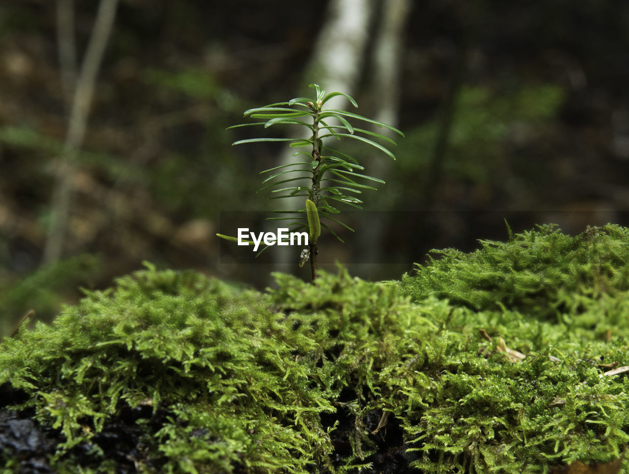 CLOSE-UP OF FERN GROWING IN FOREST