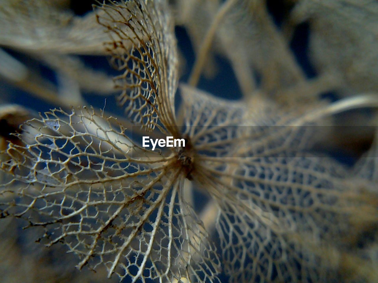 CLOSE-UP OF SPIDER WEB