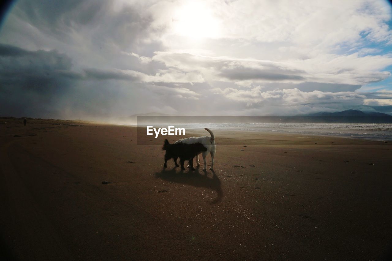 HORSE STANDING ON BEACH AGAINST SKY