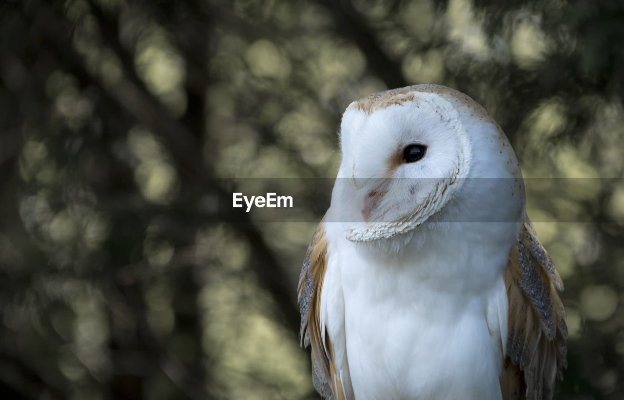 CLOSE-UP PORTRAIT OF AN ANIMAL