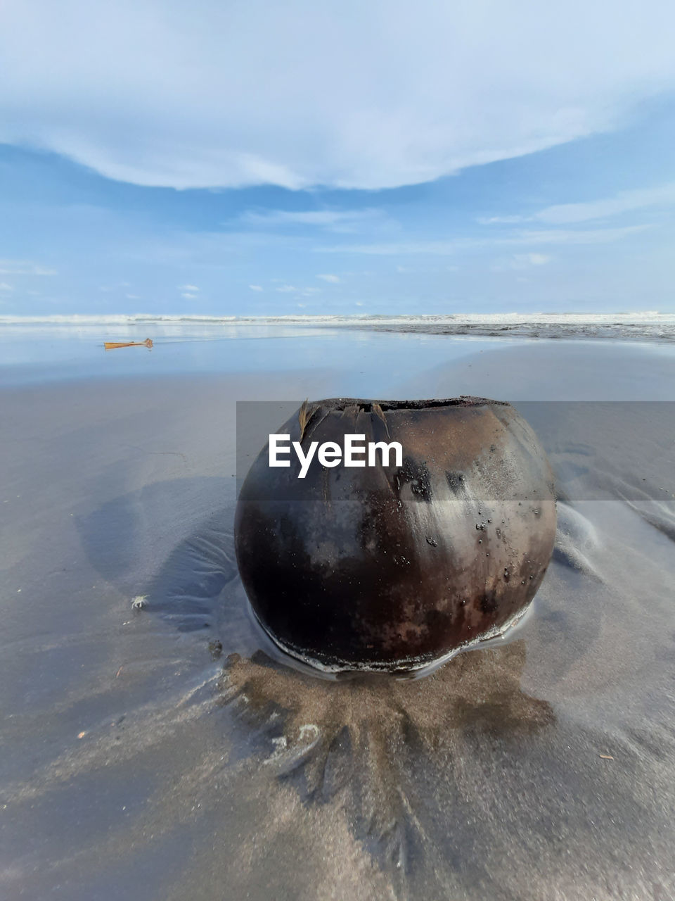 Coconut on a wet sand beach against sea in low angle view 