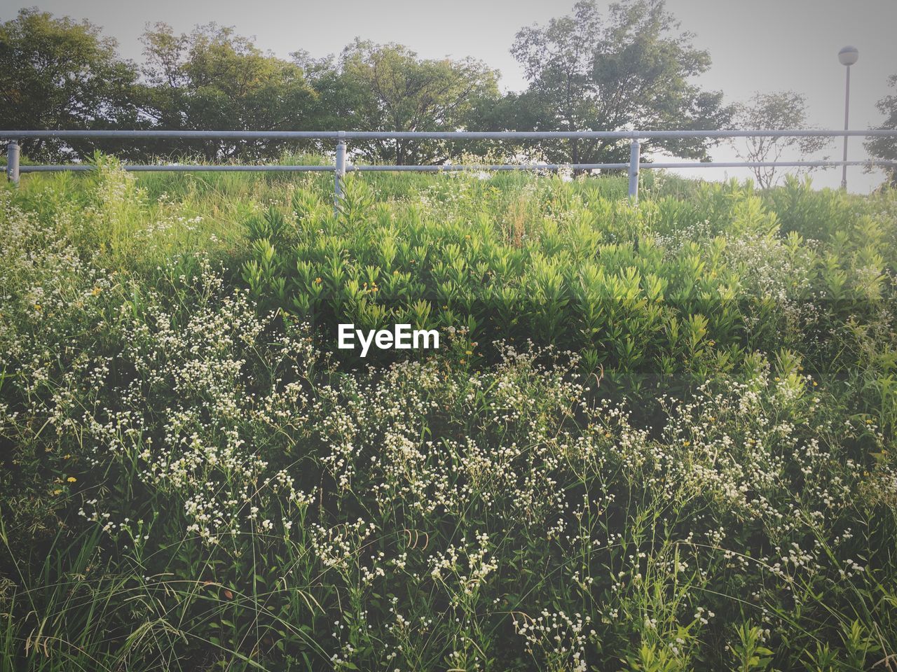 VIEW OF PLANTS GROWING ON FIELD