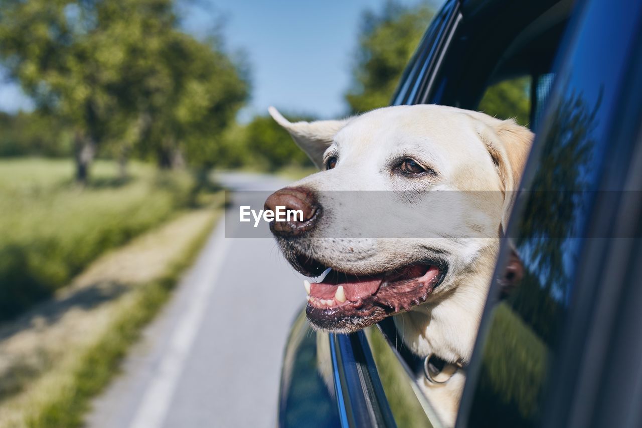 Dog peeking out from car window