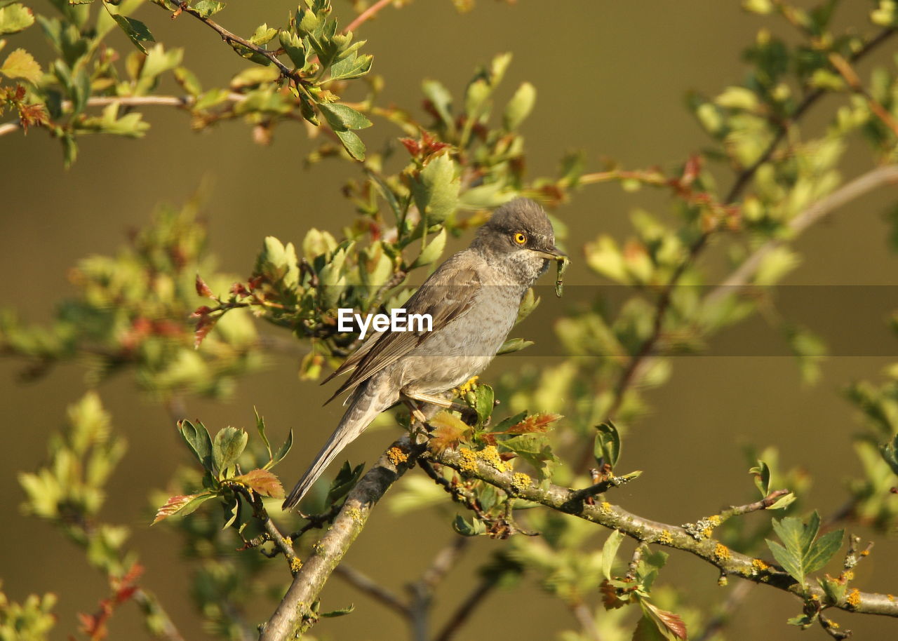 CLOSE-UP OF A BIRD PERCHING ON TREE