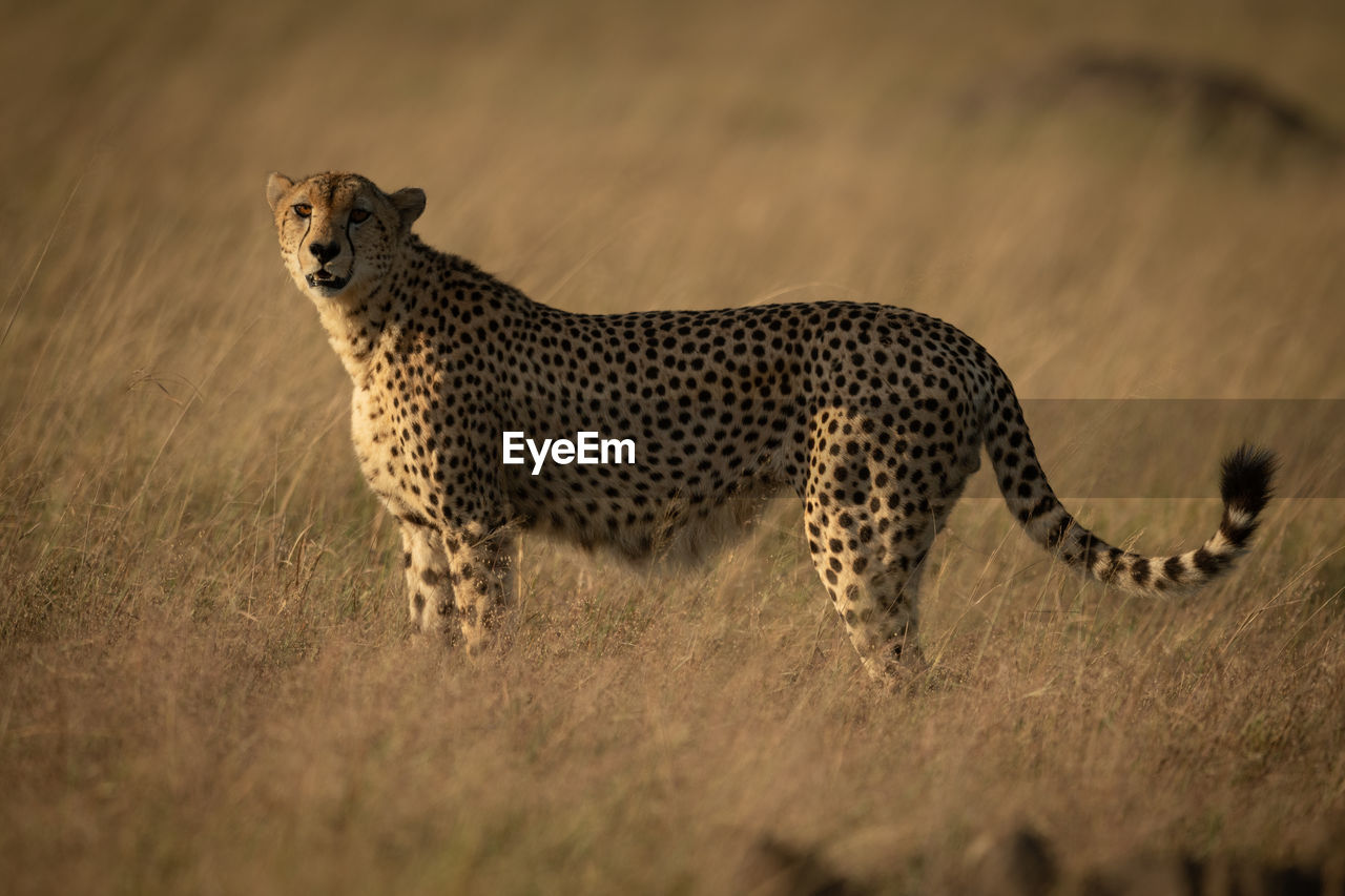 Full length of cheetah on field