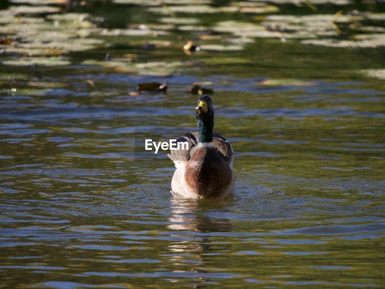 DUCKS IN A LAKE