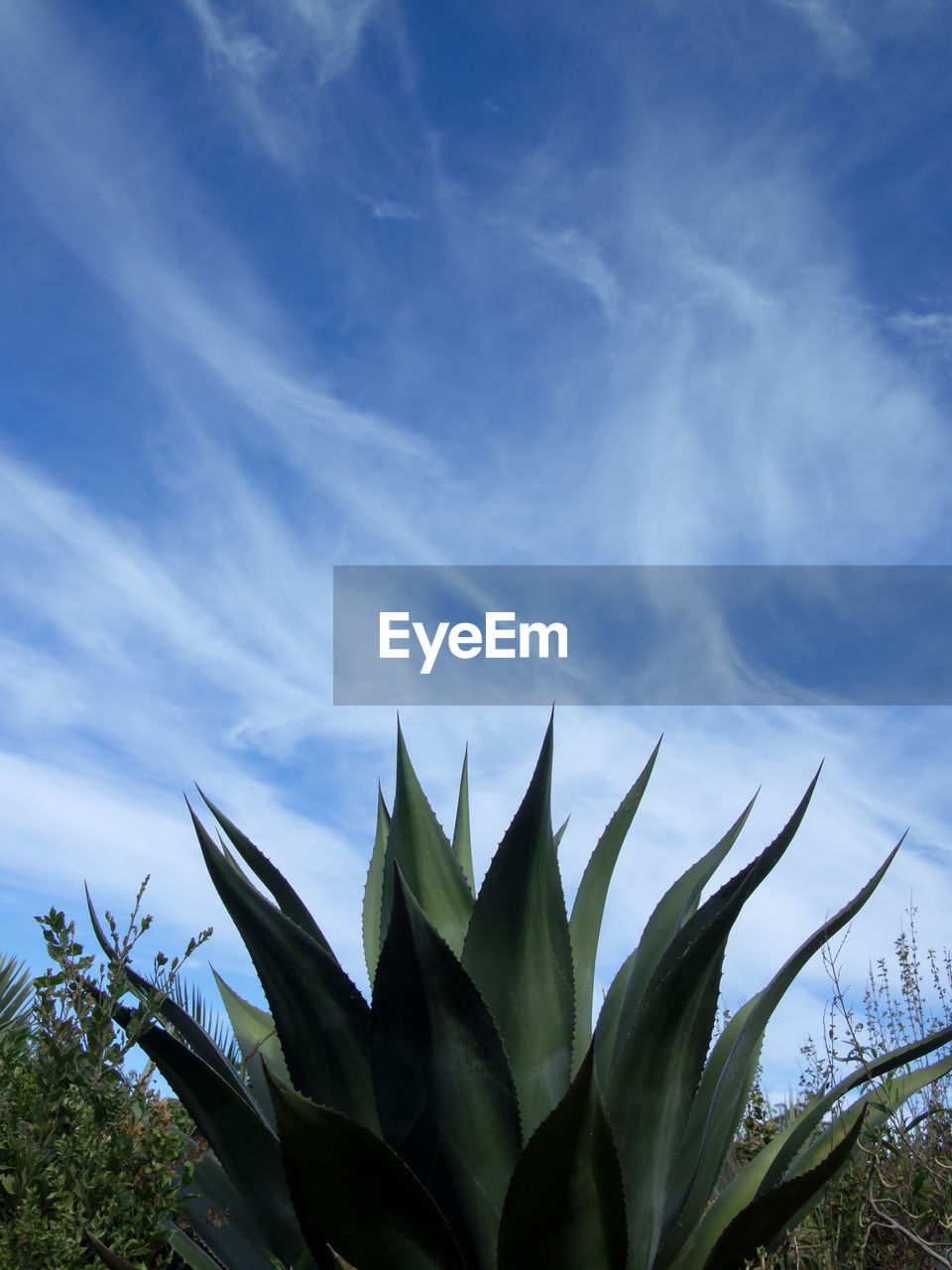 CLOSE-UP OF PLANTS AGAINST BLUE SKY