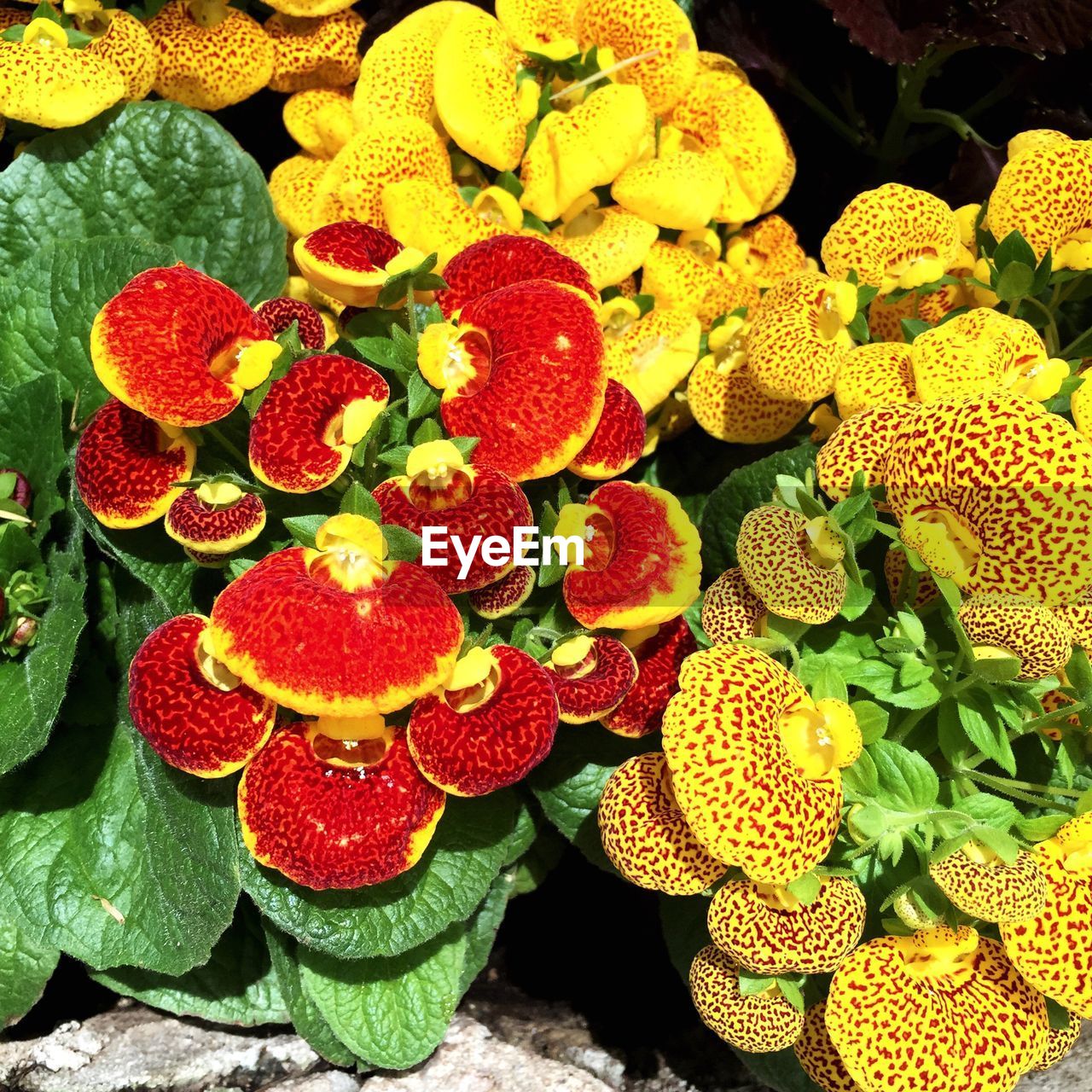 Close-up high angle view of flowers