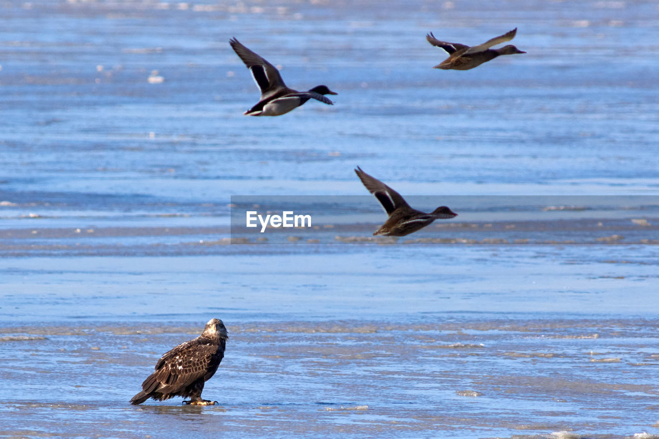 VIEW OF SEAGULLS FLYING OVER SEA