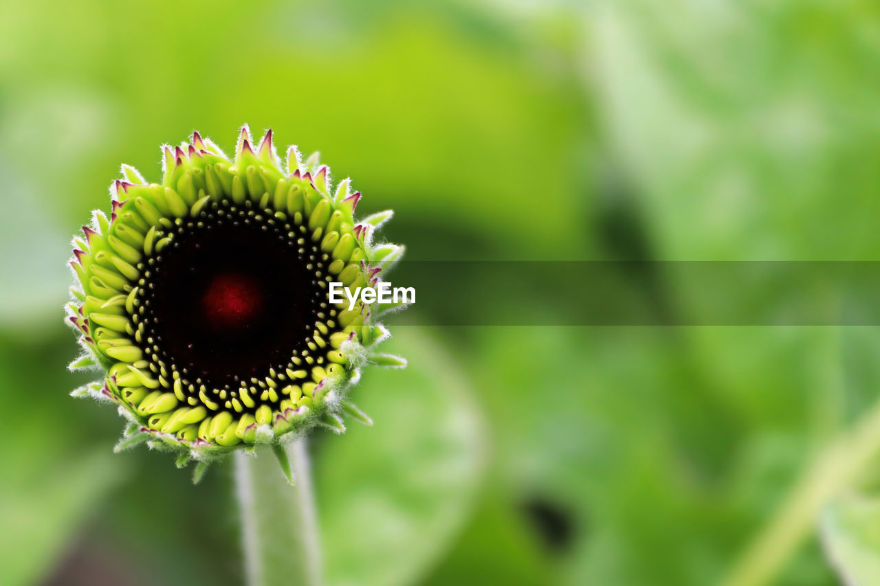 The black bud of a gerbera opening up.