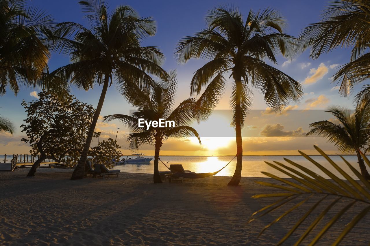 Hammock hanging on palm tree at beach during sunset