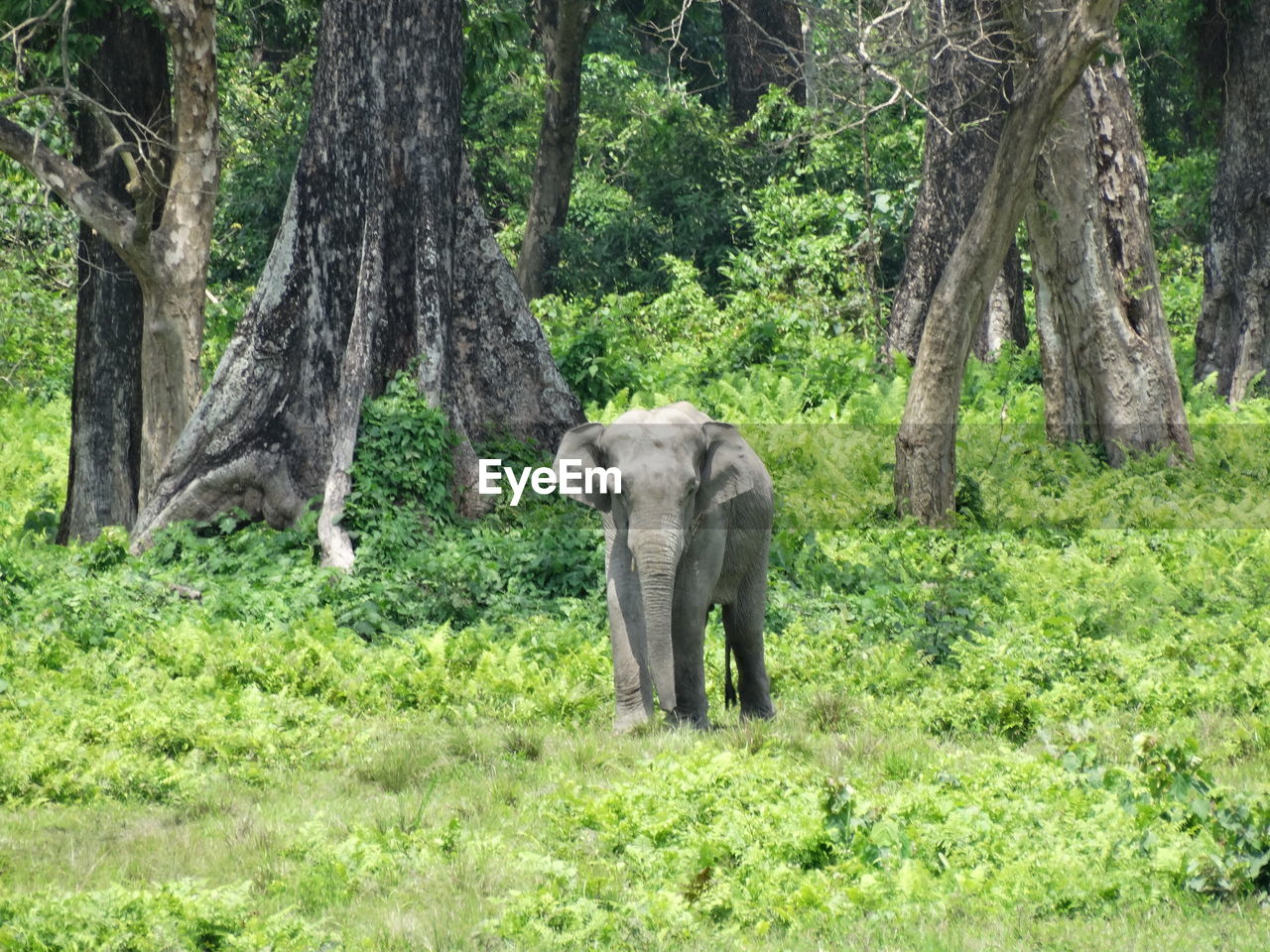 ELEPHANT IN FOREST