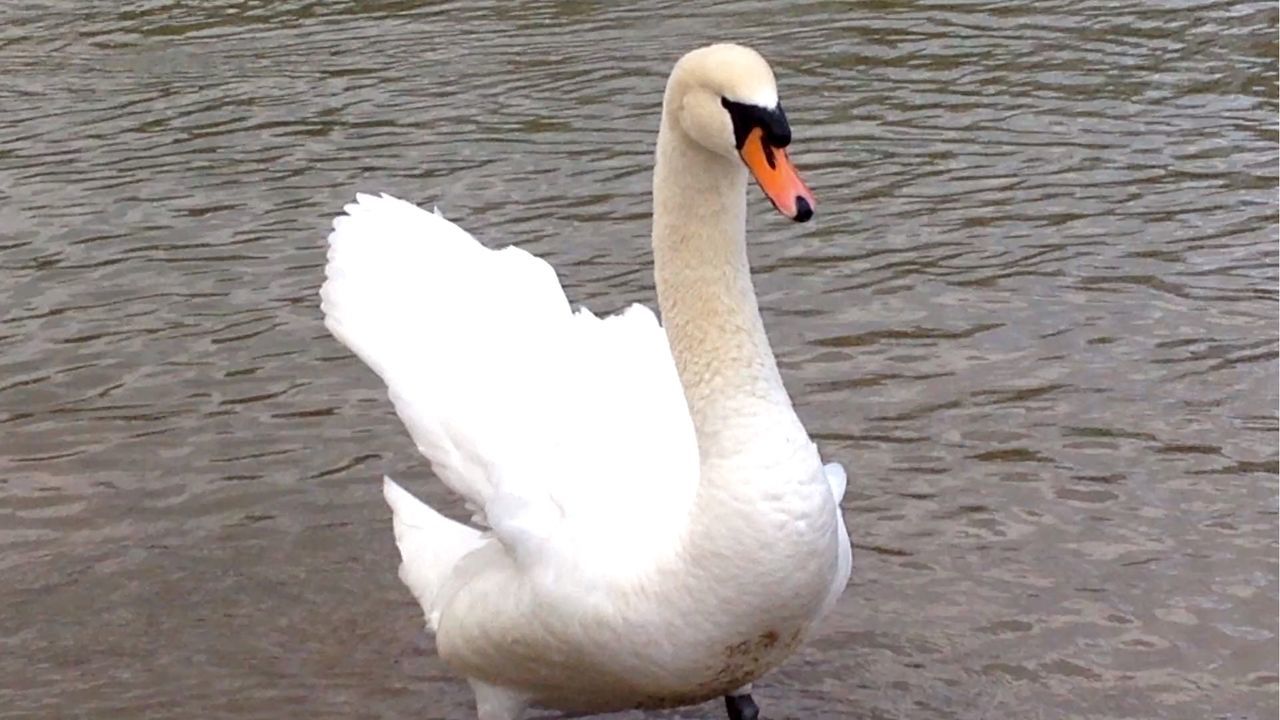 WHITE SWAN IN CALM LAKE