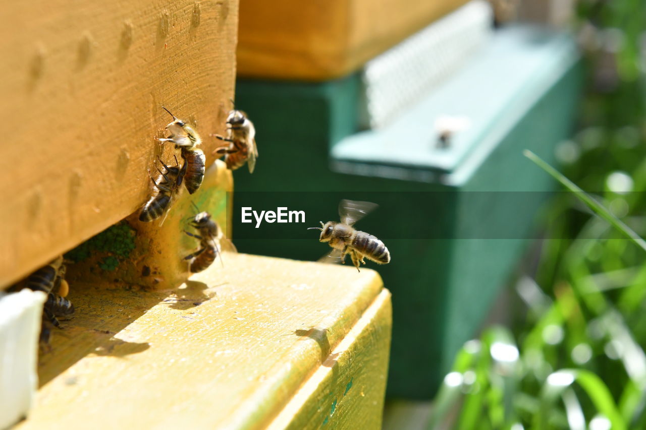 CLOSE-UP OF BEE FLYING IN A ROW