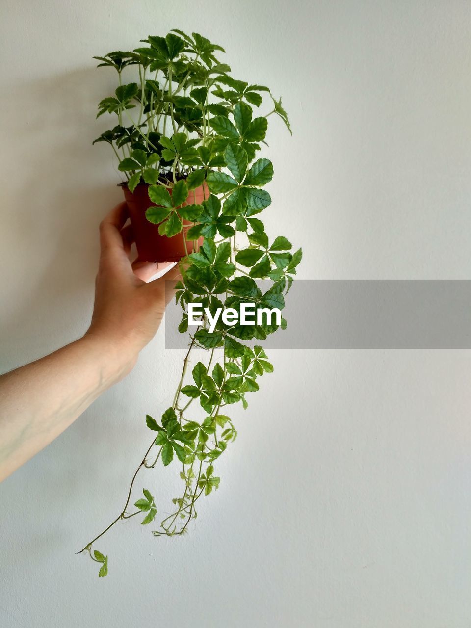 Close-up of hand holding plant against wall