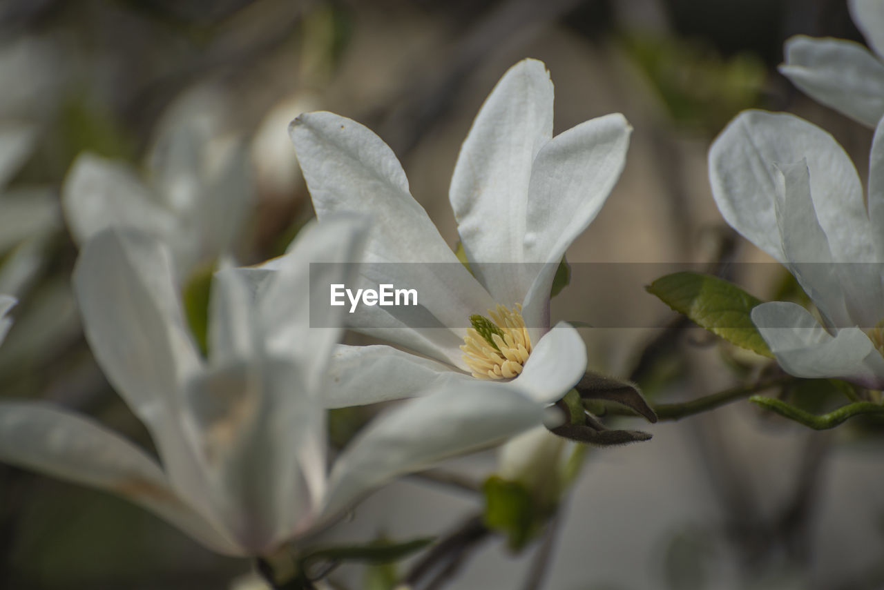 Close-up of white flowering plant