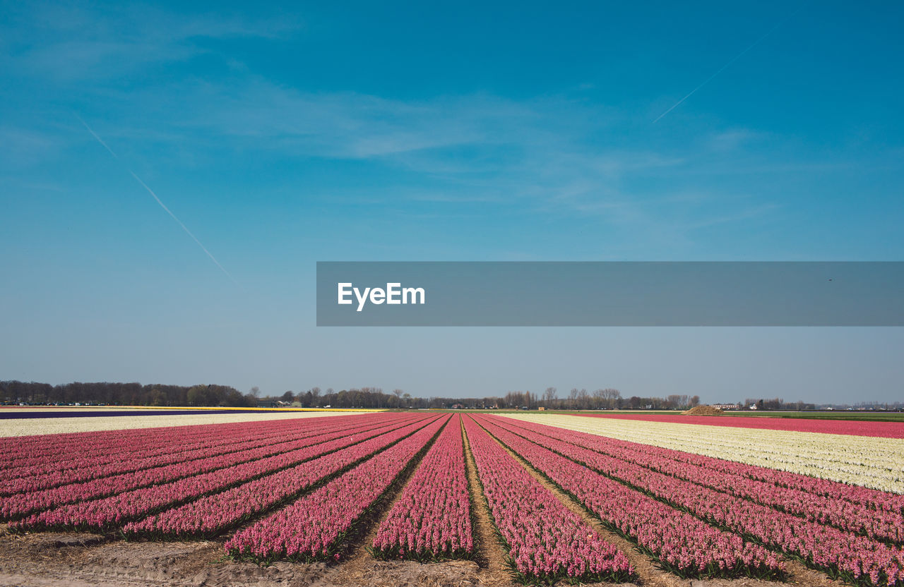 Scenic view of field against blue sky