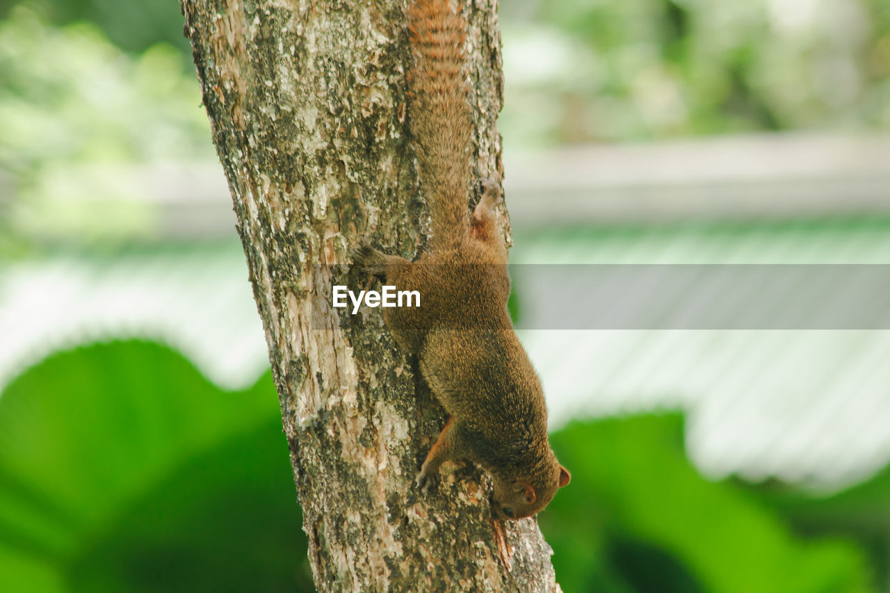 Close-up of squirrel on tree trunk