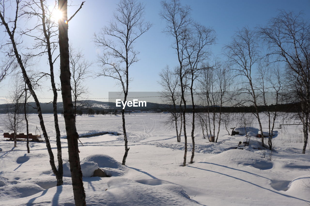 View of bare trees on snowcapped landscape