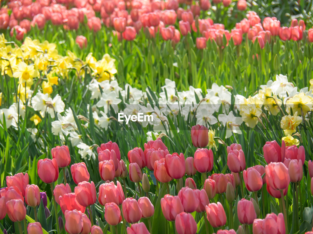 Tulips in the netherlands