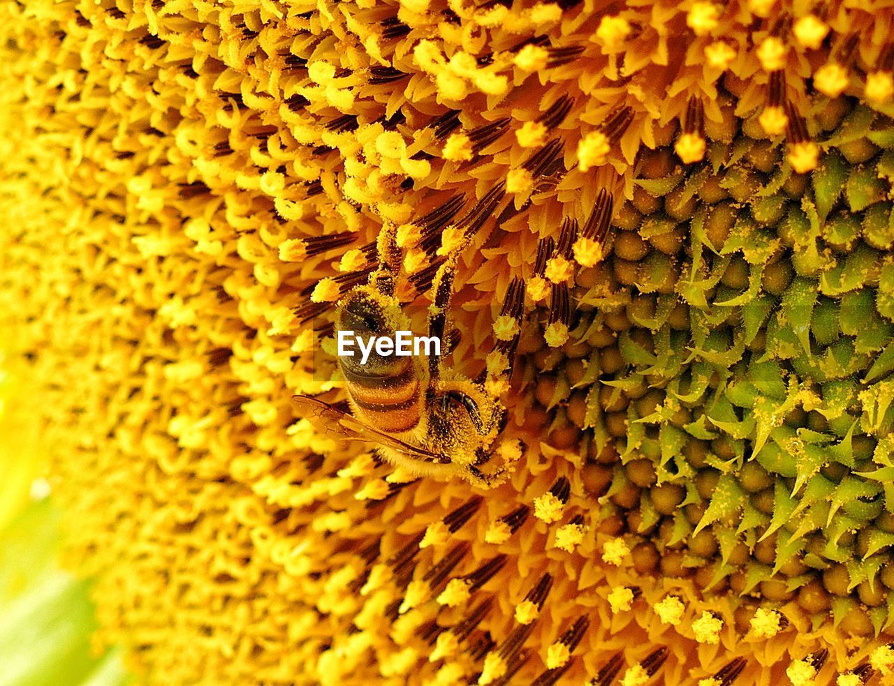 Extreme close-up of honey bee pollinating on flower