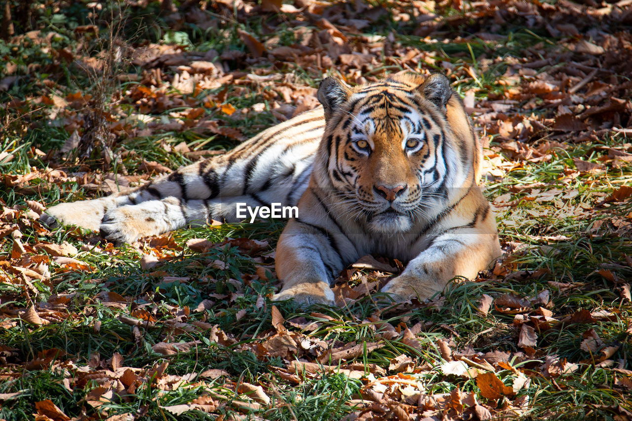 close-up of tiger on field