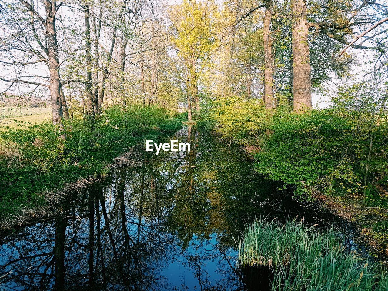 CLOSE-UP OF FRESH GREEN PLANTS IN WATER