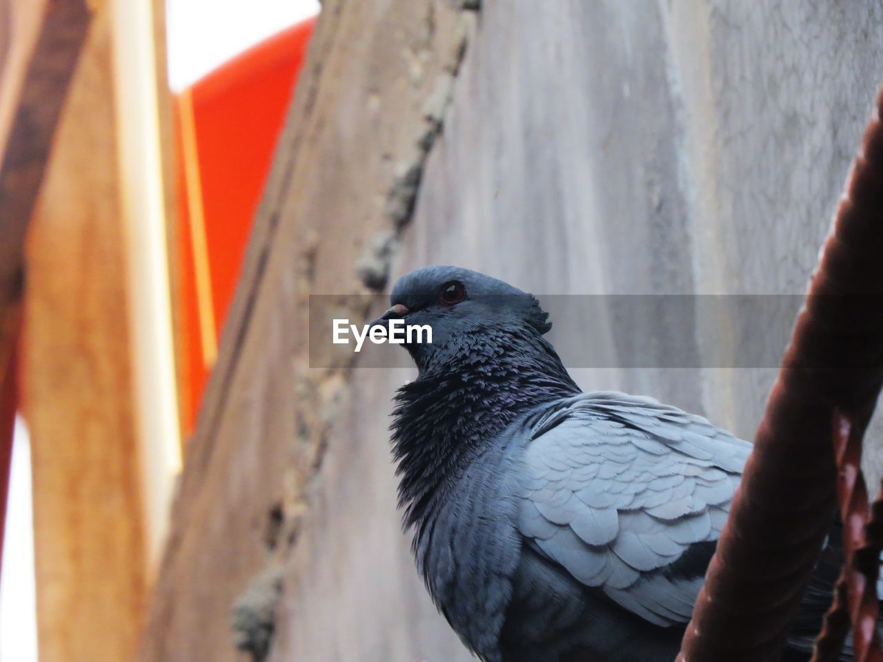 CLOSE-UP OF BLACK BIRD PERCHING ON RAILING