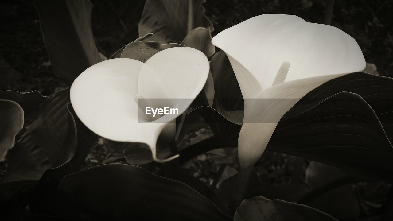 CLOSE-UP OF WHITE ROSE