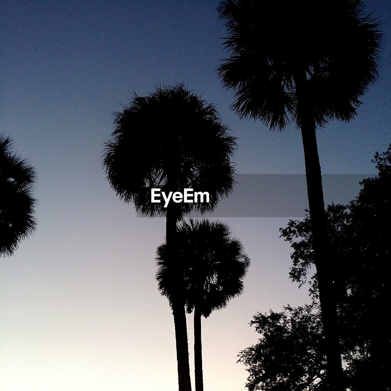 LOW ANGLE VIEW OF SILHOUETTE TREE AGAINST SKY